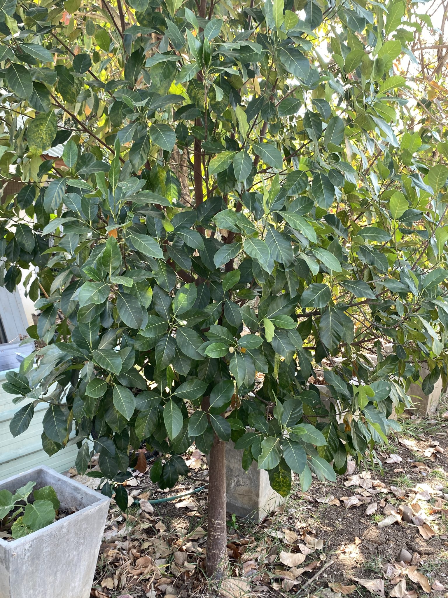 ต้นขนุน