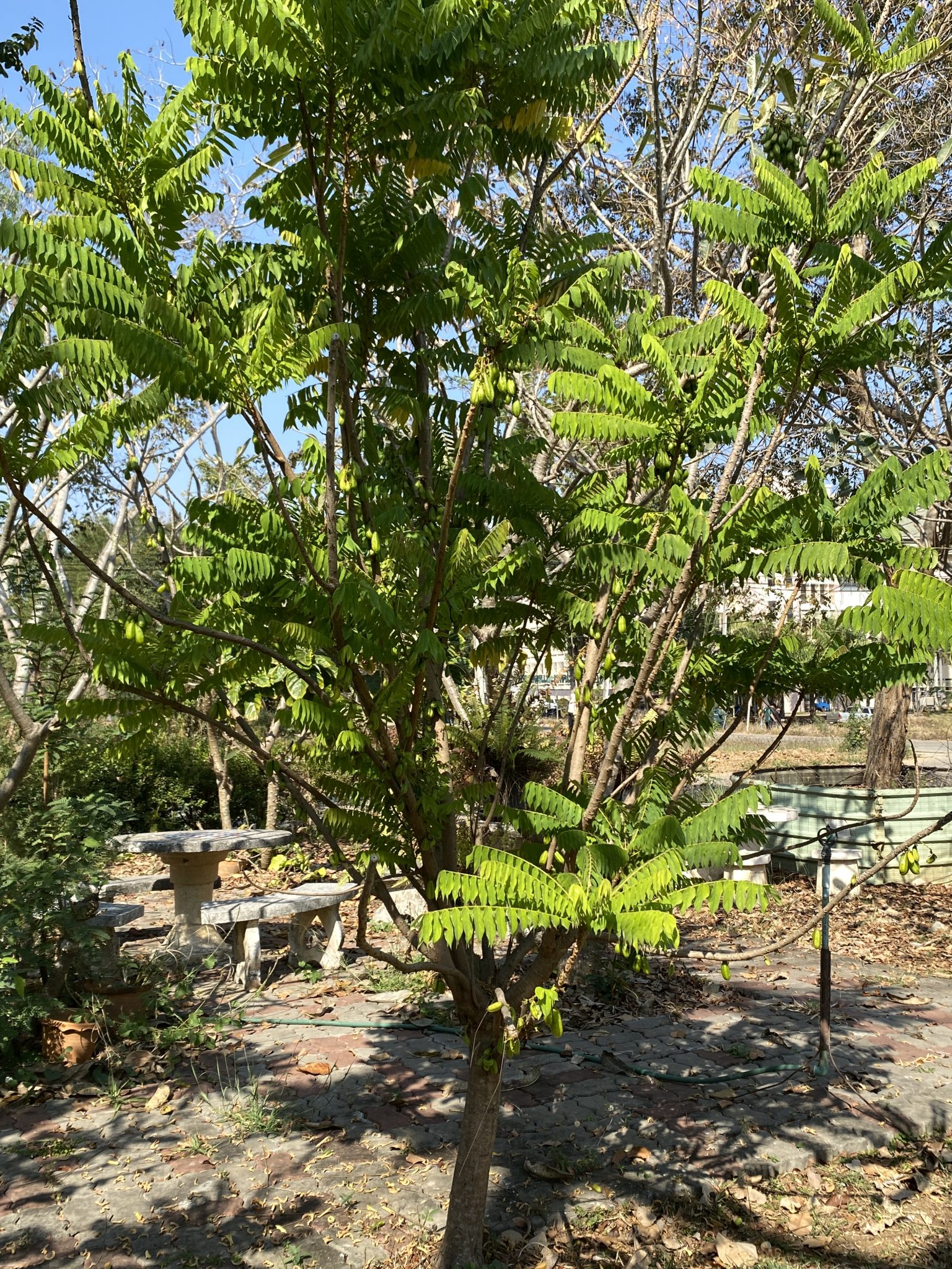 ตะลิงปลิง