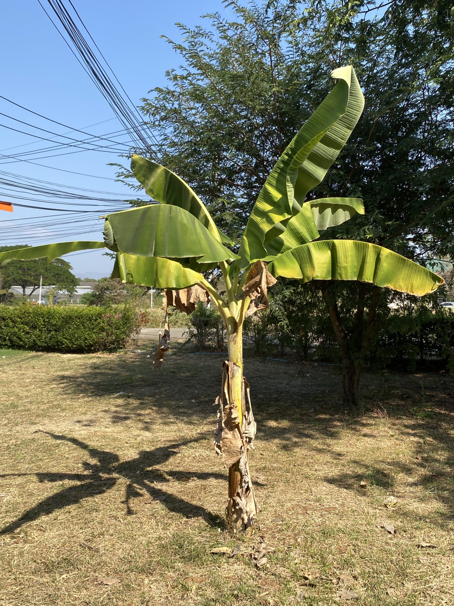 ต้นกล้วย