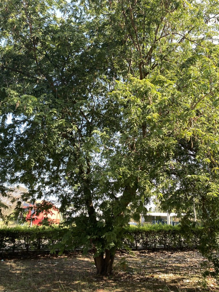 ต้นมะขาม