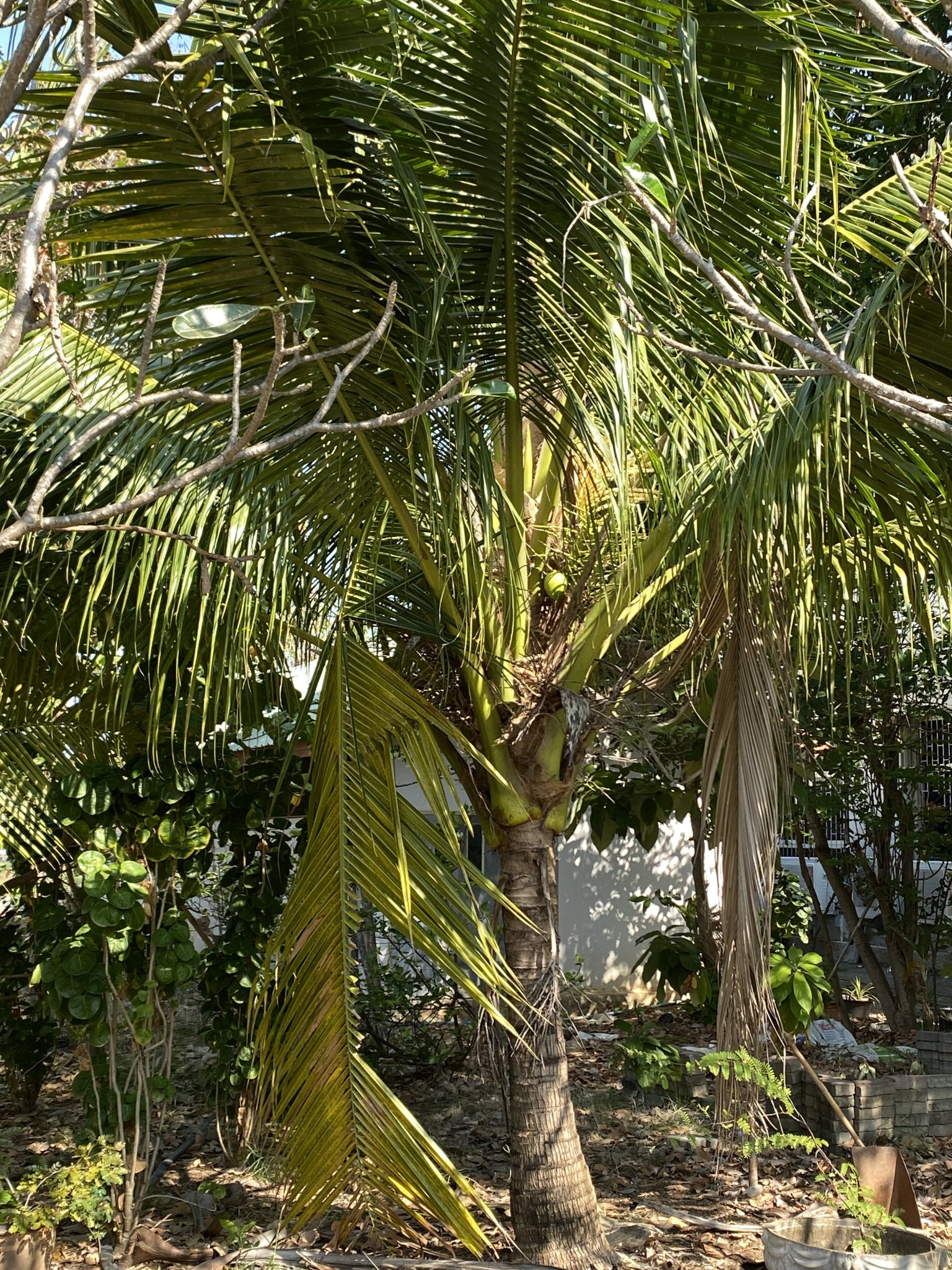 ต้นมะพร้าว