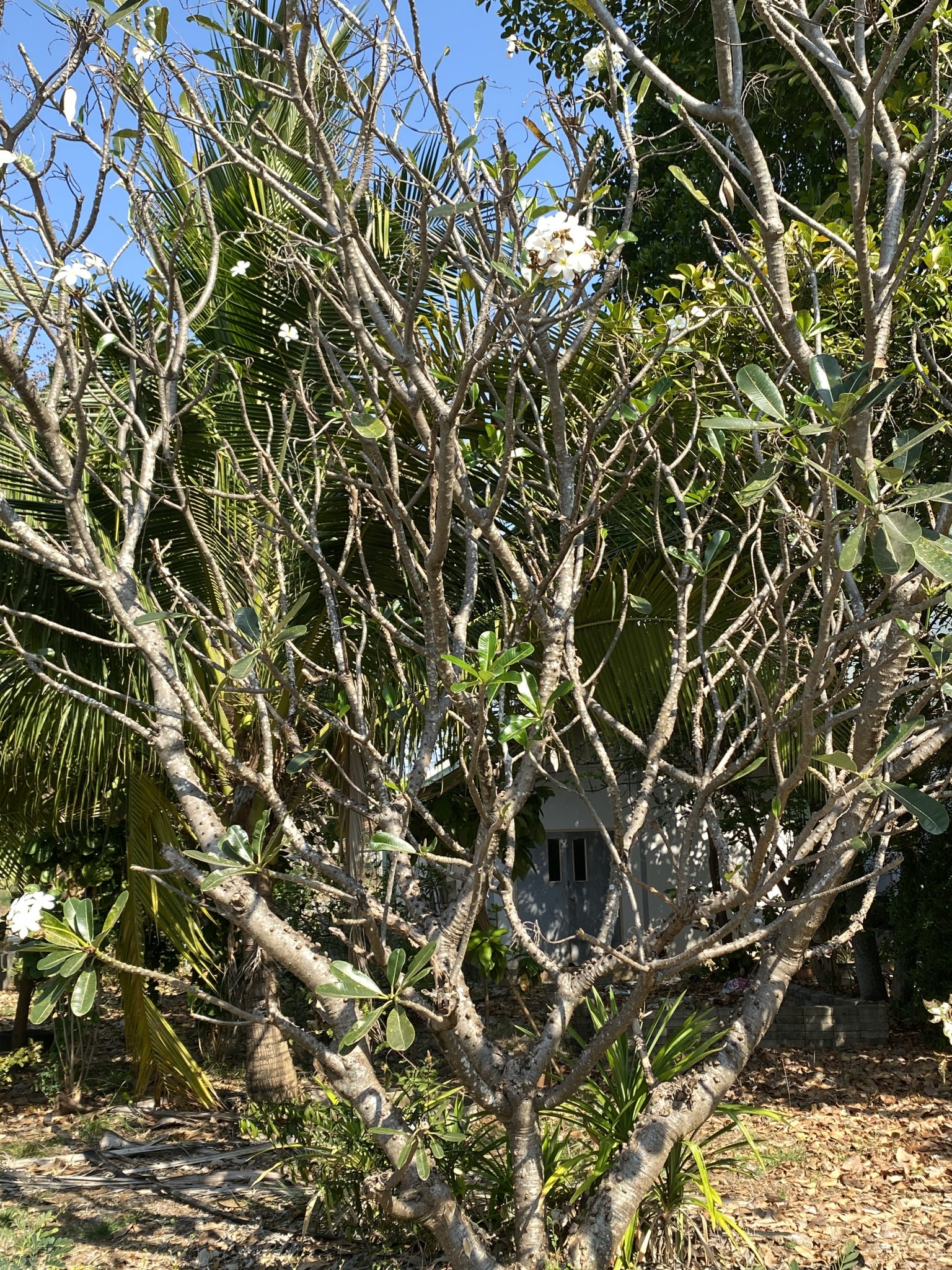 ต้นลีลาวดี (ลั่นทม)