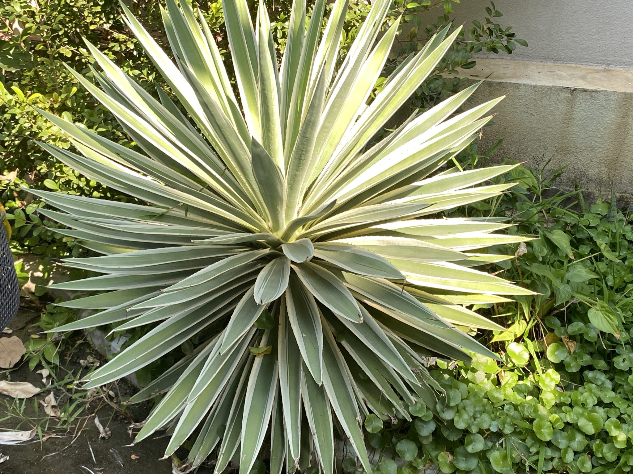 ต้นอากาเว่