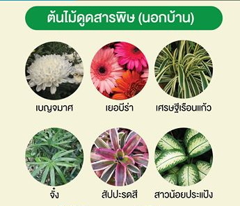 ทำไมต้นไม้ดูดสารพิษในอากาศได้