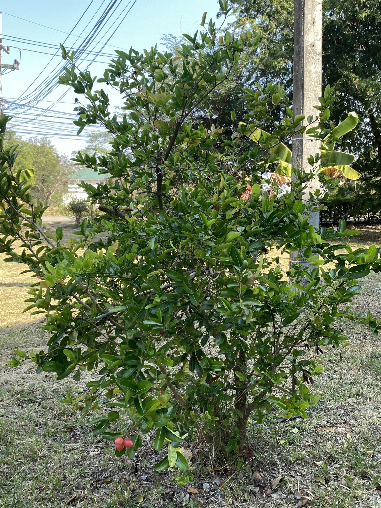 มะม่วงหาว มะนาวโห่