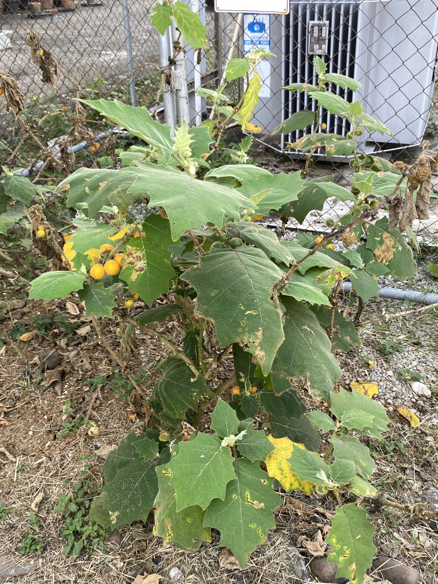 ต้นมะอึก