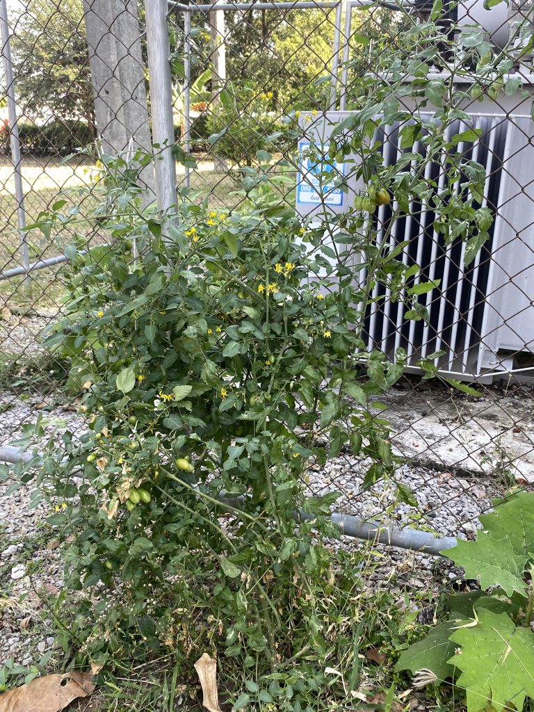 มะเขือเทศ