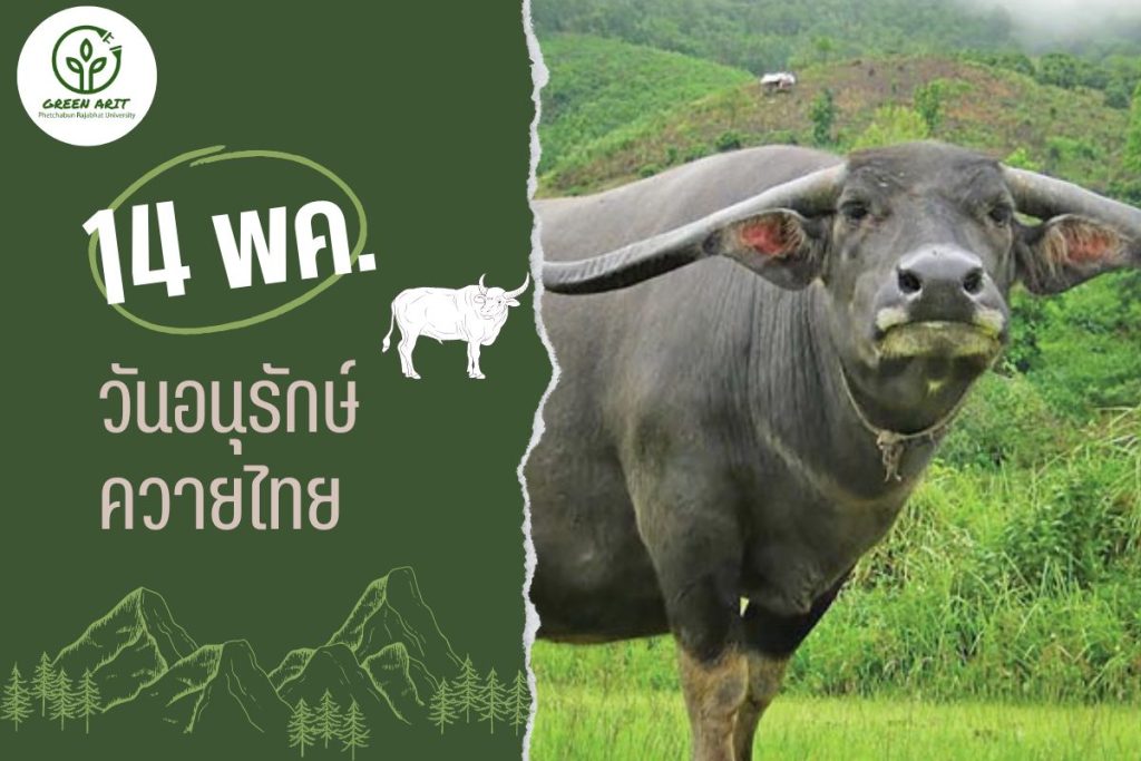 14 พฤษภาคม วันอนุรักษ์ควายไทย