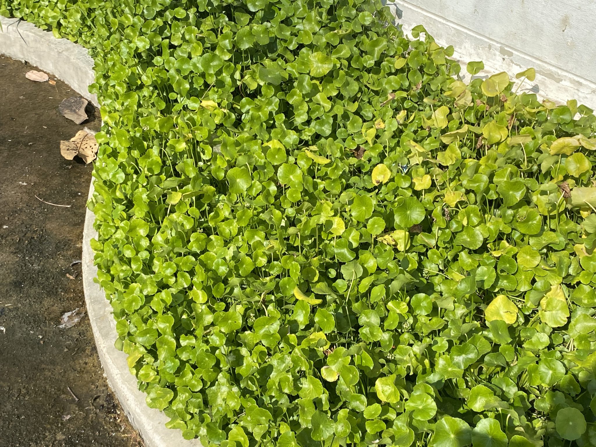 ใบบัวบก